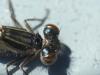 Ischnura elegans